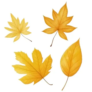 黄色的叶子免抠