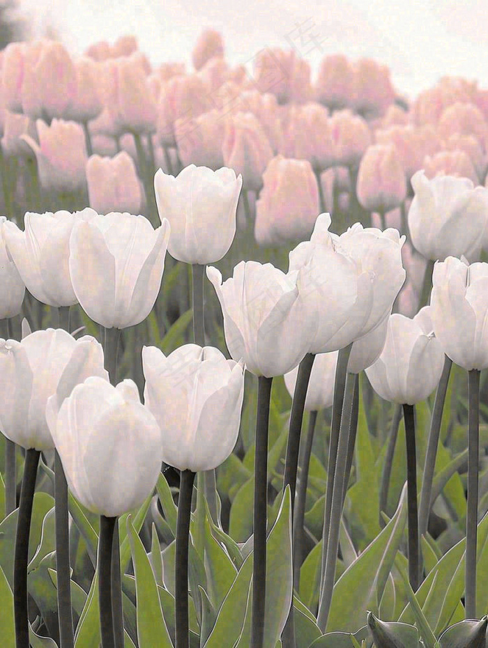 春天粉色郁金香花海绿叶温馨阳光，春分摄影图(928x1232)