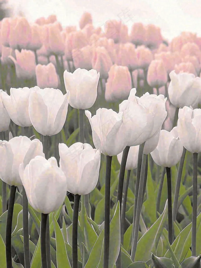 春天粉色郁金香花海绿叶温馨阳光，春分摄影图(928x1232)