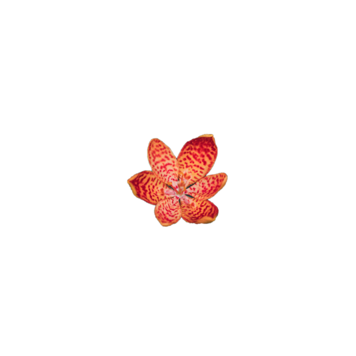花朵|花卉|花瓣|向日葵|菊|百合|玫瑰|荷花|PNG|免扣元素