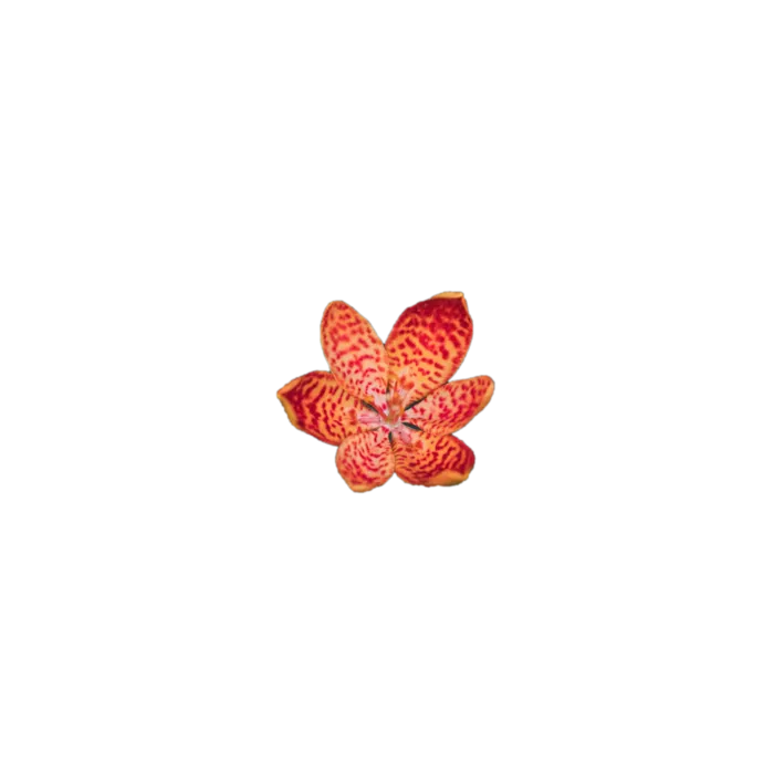 花朵|花卉|花瓣|向日葵|菊|百合|玫瑰|荷花|PNG|免扣元素