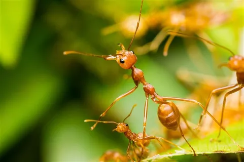 大自然蚂蚁昆虫素材图 大自然蚂蚁昆虫素材图
