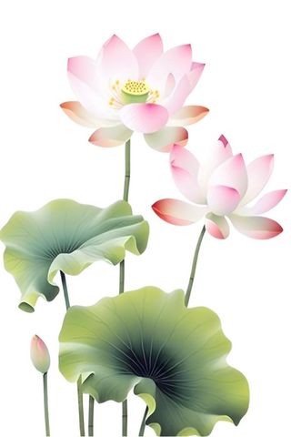 荷花荷叶莲花免抠