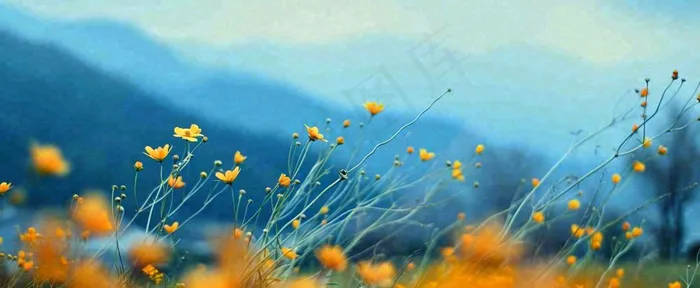 简约橙色小花鲜花，蓝色天空山脉虚幻意境摄影图(1712x704)