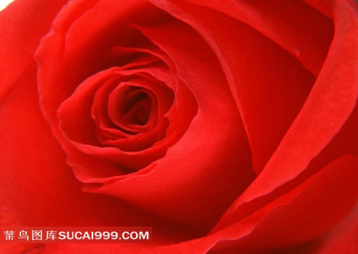 红玫瑰特写素材