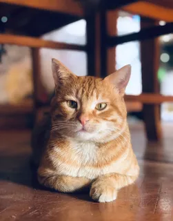 可爱猫咪猫猫摄影素材 可爱猫咪猫猫摄影素材