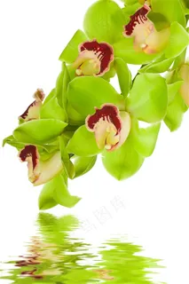 垂到水面上的鲜花高清摄影图片 垂到水面上的鲜花高清摄影图片