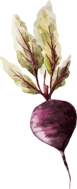 胡萝卜紫色兔年