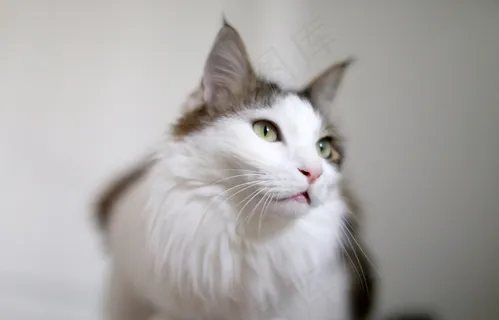 挪威森林宠物猫图片