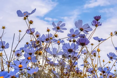 立春春天背景花图片 立春春天背景花图片