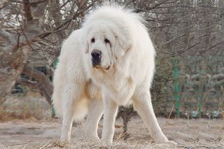 白色藏獒图片下载