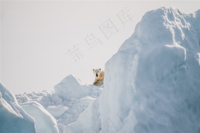 山脉上的一只宠物狗高清图片