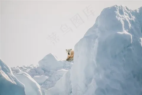 山脉上的一只宠物狗高清图片