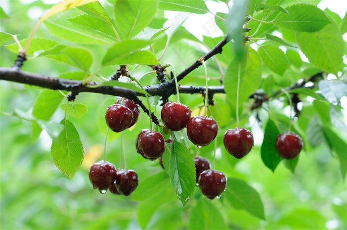 晶莹剔透的樱桃