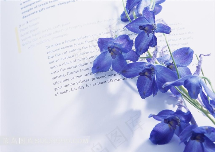 温馨淡雅蓝色鲜花图片