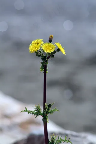 一株蒲公英花图片