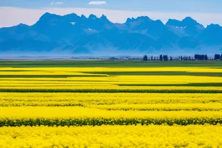 春天里的油菜花田摄影图