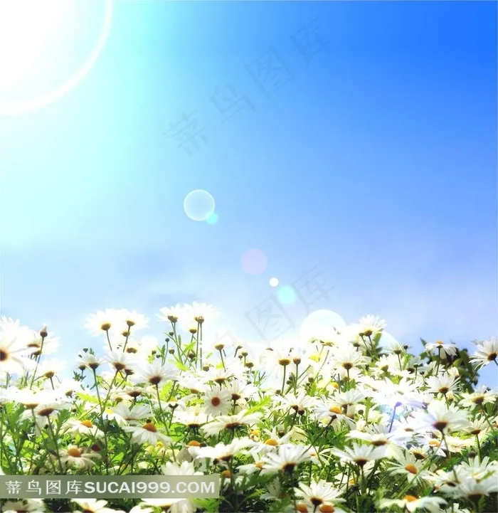 遍地菊花图片下载