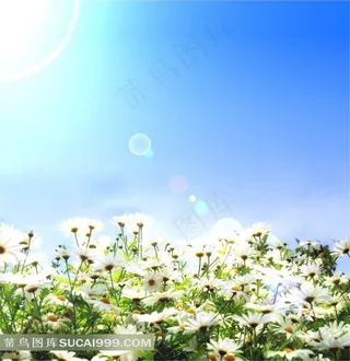 遍地菊花图片下载