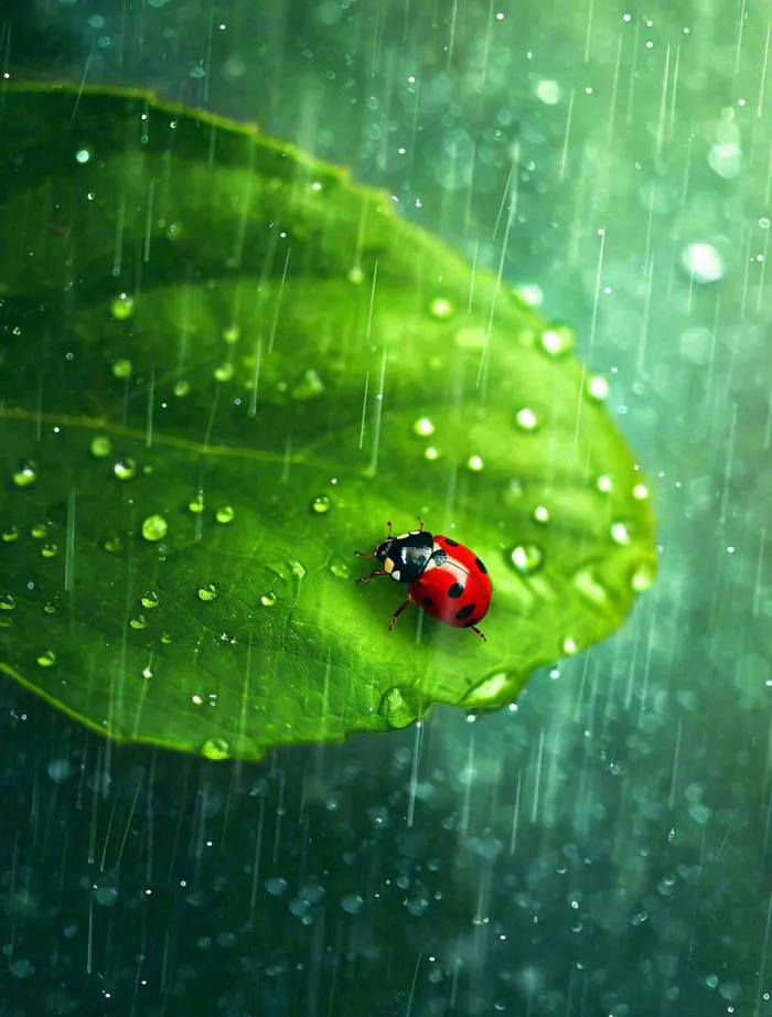 下雨，绿色树叶上，七星瓢虫，雨水，惊蛰，谷雨，春天摄影图(960x1264)