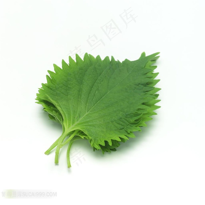 新鲜蔬果菜叶设计素材