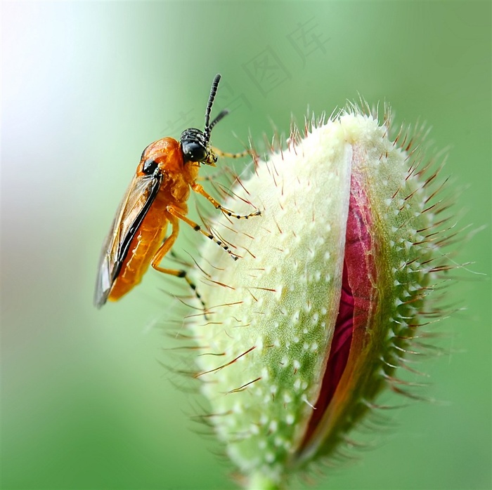 昆虫图片素材