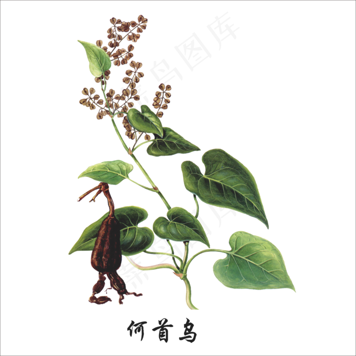 手绘草本中药药材何首乌