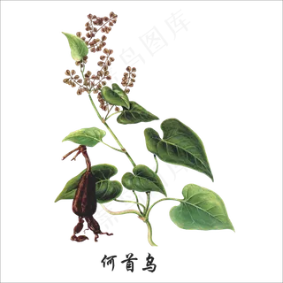 手绘草本中药药材何首乌