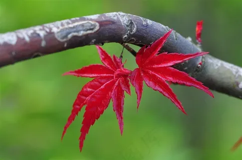 红色的枫叶素材图片 红色的枫叶素材图片