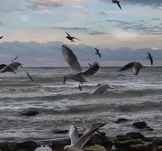 黑白海鸥唯美风景图
