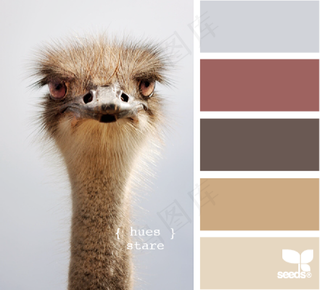 动物配色色卡色彩搭配