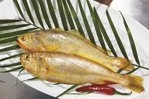黄鱼野生黄鱼