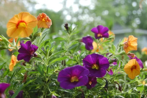 各色牵牛花图片 各色牵牛花图片