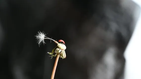 蒲公英, 瓢虫, 花, 夏天, 上帝, 甲虫