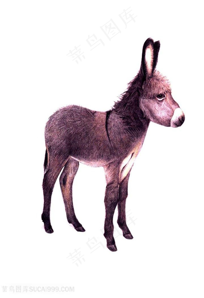 小毛驴插画图片