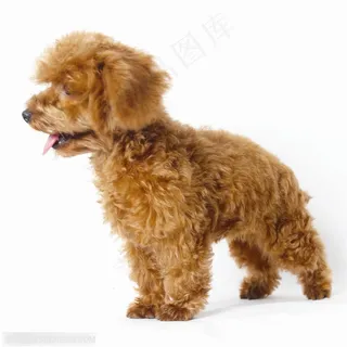 小型犬-漂亮的迪泰熊