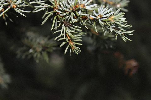 雨后阳光下的松针树