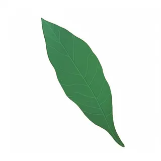 一片树叶png免抠