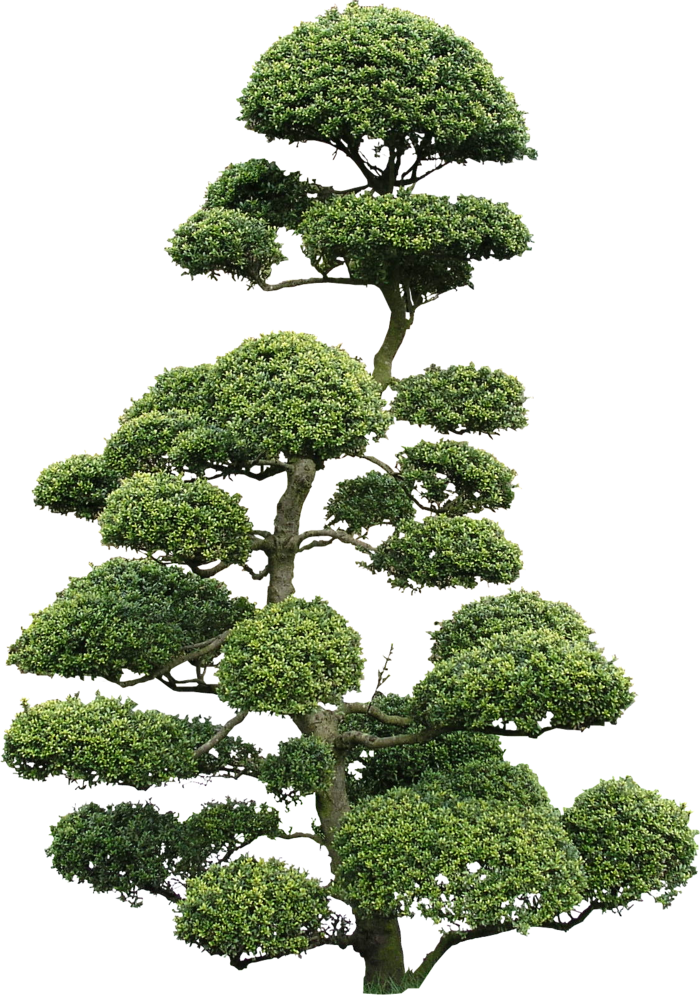 大树免扣实拍png素材