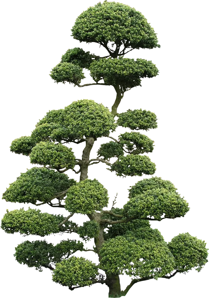 大树免扣实拍png素材