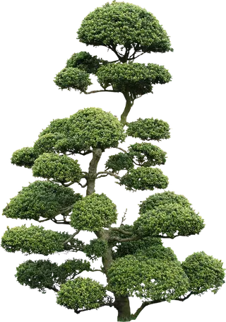 大树免扣实拍png素材