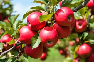 苹果果树摄影图