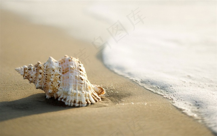 海滩上的美丽小贝壳摄影