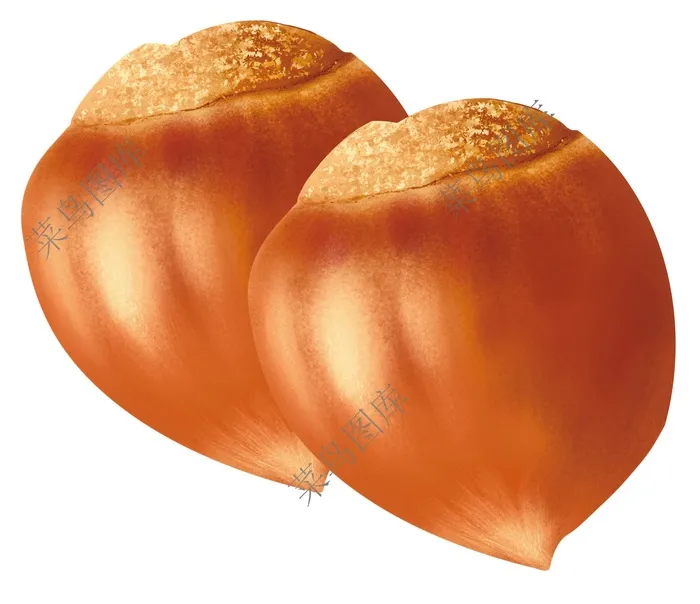 板栗，锥栗高清psd模版下载