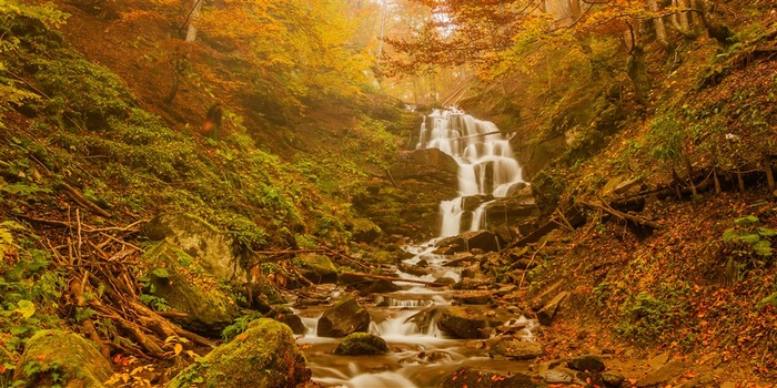浓烈的秋天树林风景