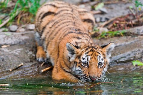 可爱小老虎喝水图片下载