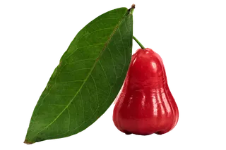 莲雾 (7)水果超市商品白底图免抠实物摄影png格式图片透明底