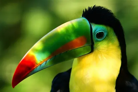漂亮的大嘴鸟特写高清图片