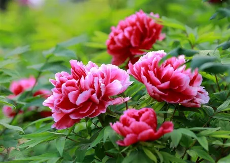 富丽堂皇的牡丹花素材