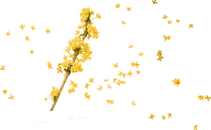 桂花高清png；桂花免扣素材；中秋元素